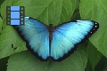 Sene 43_Morpho on Leaf 5